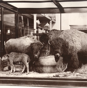 buffalo-group_amnh[1].JPG